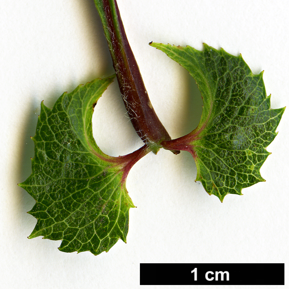 High resolution image: Family: Rosaceae - Genus: Crataegus - Taxon: viridis - SpeciesSub: 'Winter King'